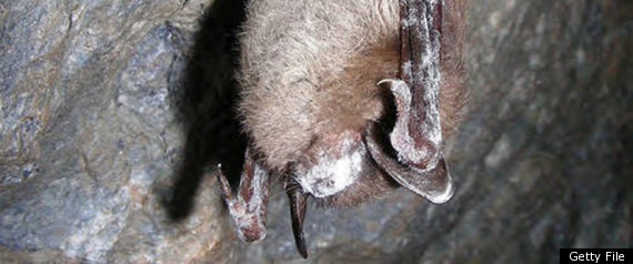 White Nose Syndrome Bats