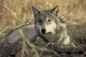 a gray wolf lies in dry grassland