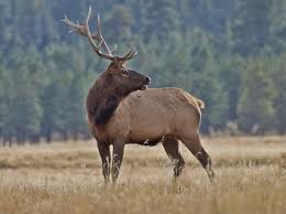 Special regs for antler collecting in Gunnison Bas...