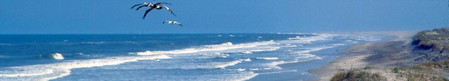 pelicans soar in an onshore breeze along cape hatteras national seashore