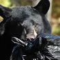 A file photo from the New Jersey Department of Environmental Protection of a black bear. A black bear encounter Wednesday morning led to the minor injuries of two boys in Sussex County. 