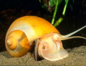 The Golden Apple Snail (Pomacea spp.) in an aquarium (Hawaii).