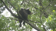 Black Bear Sightings Prompt Scare In NJ Town