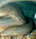 Asian swamp eel