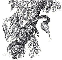 Drawing of a brown tree snake, courtesy of Dale Crawford