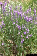 creeping bellflower