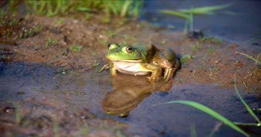 American Bullfrog (Rana catesbeiana)in pond. [Photo: John J. Mosesso, NBII Library of Images From the Environment]