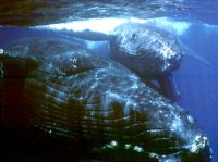 NOAA's Hawaiian Islands Humpback Whale National Marine Sanctuary