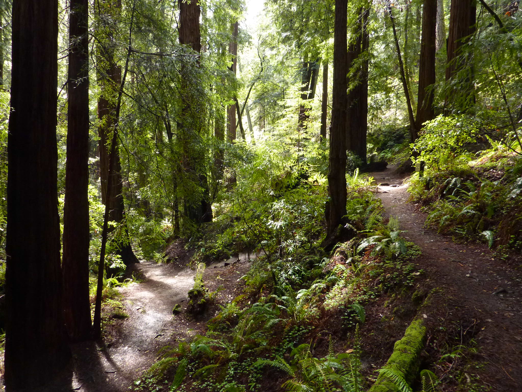 The Fern Creek to Alice Eastwood trails are located in Mount Tamalpais State Park which surrounds Muir Woods. The state park and Muir Woods operate aeamless forest boundary.