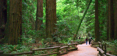 Muir Woods has many accessible trails with views of the redwood forest.