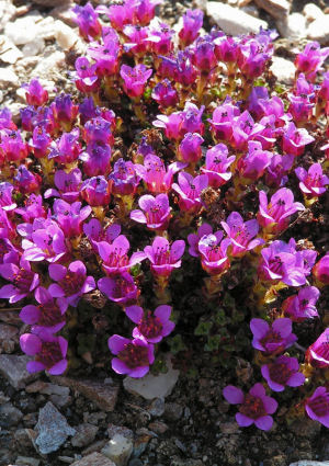 Purple Mountain Saxifrage