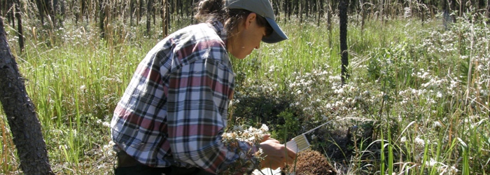 Collecting duff moisture samples in a thinned fuel treatment site.<br/>Photo Credit: Jennifer Barnes, National Park Service