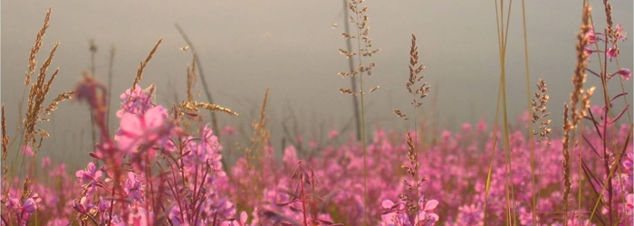 Fireweed is abundant in the vast footprint of the previous year's fire.<br/>Photo Credit: Teresa Hollingsworth, US Forest Service