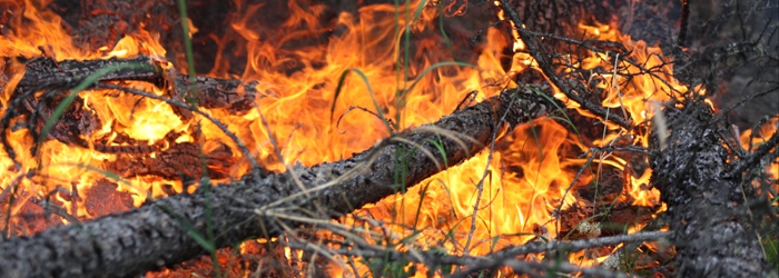 Close-up of a surface fire.<br/>Photo Credit: Scott Rupp, University of Alaska
