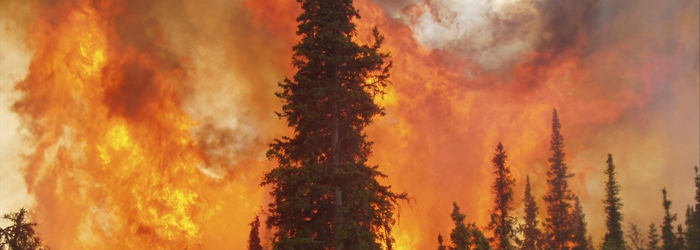 Alaska's Black Spruce: A very flammable fuel type in the boreal forest.<br/>Photo Credit: Carl Schwope