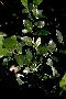View a larger version of this image and Profile page for Ilex vomitoria Aiton