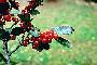 View a larger version of this image and Profile page for Ilex vomitoria Aiton