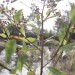 Lythrum salicaria