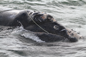North Atlantic right whale that a team of state and federal biologists assisted in disentangling on Dec. 30, 2010, off the coast of Daytona, Fla.