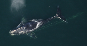 North Atlantic right whale that a team of state and federal biologists assisted in disentangling on Dec. 30, 2010, off the coast of Daytona, Fla.
