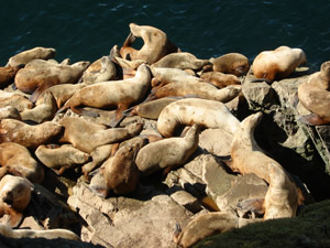 Endangered Steller sea lion.