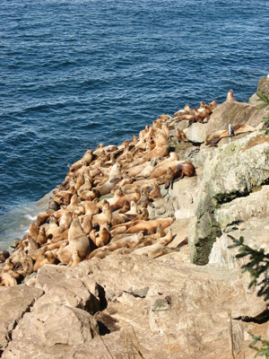 Endangered Steller sea lion.