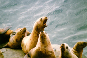 Endangered Steller sea lion.