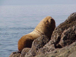 Endangered Steller sea lion.