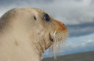 Bearded Seal