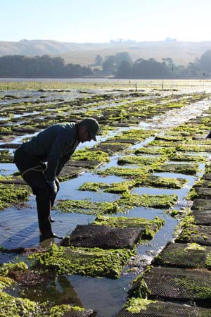 Shellfish aquaculture.