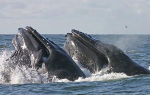 Humpback whales in Olympic Coast National Marine Sanctuary. 