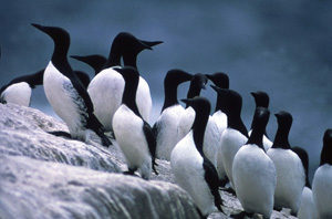 Marine mammals and seabirds, such as this common murre colony found in the Gulf of the Farallones National Marine Sanctuary, are protected by overflight regulations.