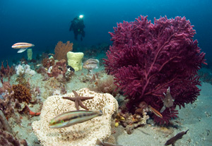 Monitoring activities at Gray's Reef National Marine Sanctuary