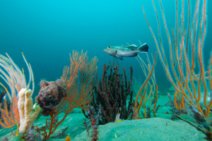 Black seabass swims in Gray's Reef National Marine Sanctuary 