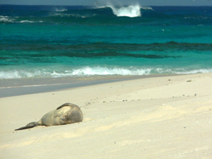 Hawaiian Monk Seal.