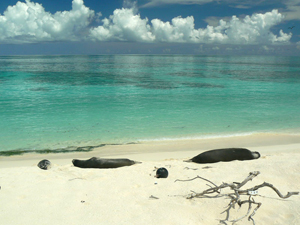 Hawaiian Monk Seal.