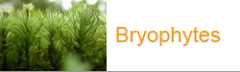 button bryophytes