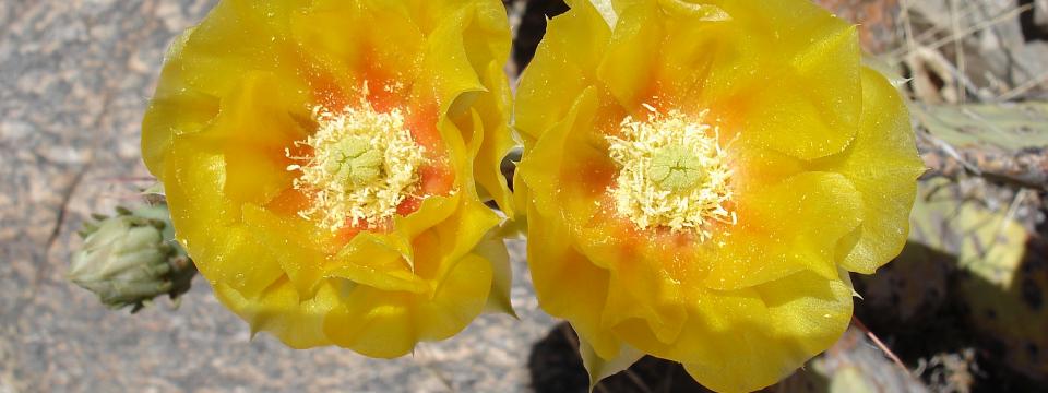 Cactus flowers