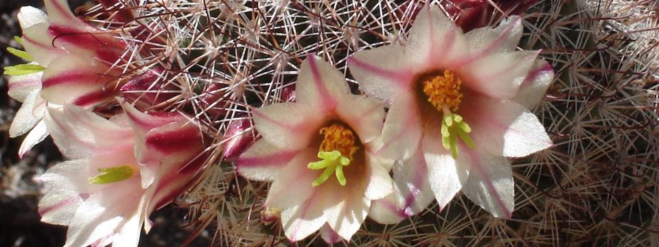 Cactus flowers2