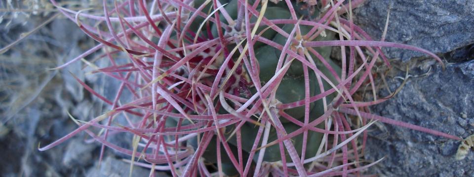 Cactus spines