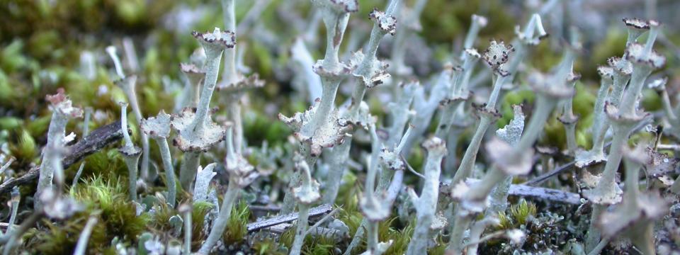 Cladonia