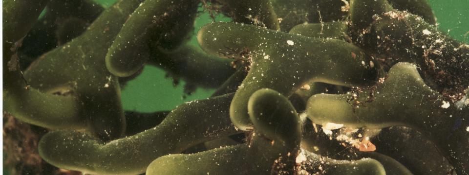 Codium carolinianum