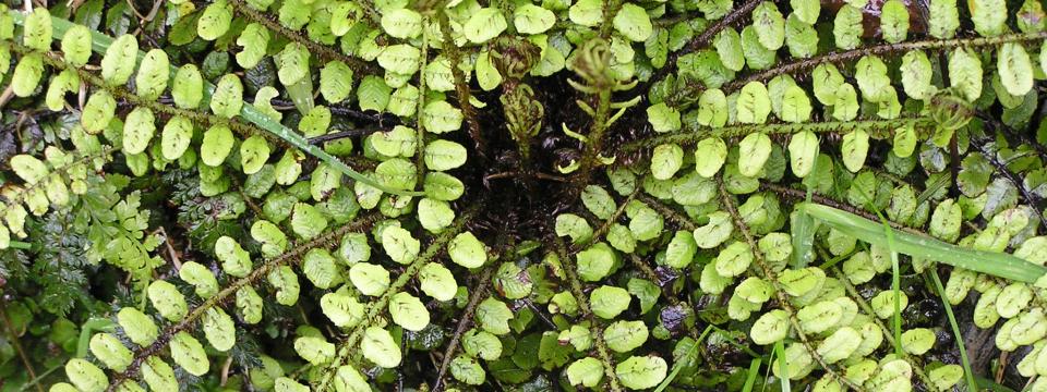 Ferns