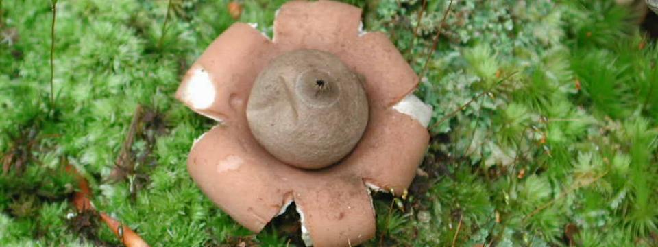 Geastrum