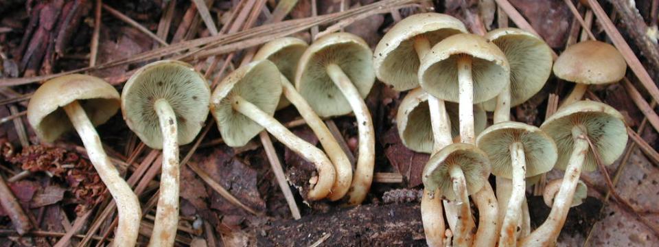 Hypholoma