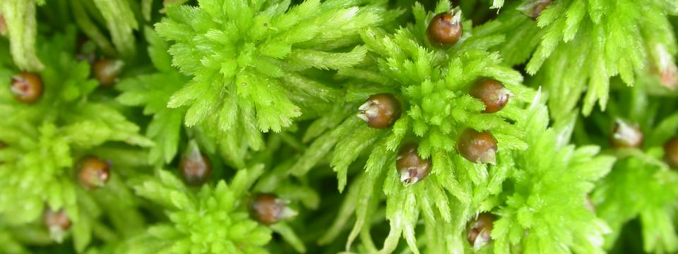 Sphagnum rubiginosum