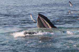 A humpback whale feeds in Stellwagen Bank National Marine Sanctuary. 