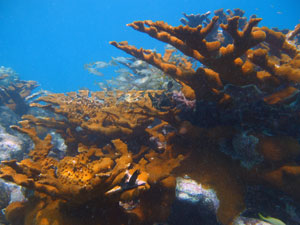 Elkhorn Coral