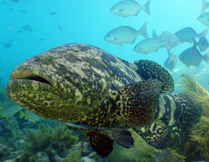 Goliath Grouper