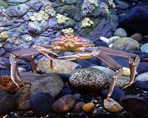 Bering Sea southern Tanner crab.